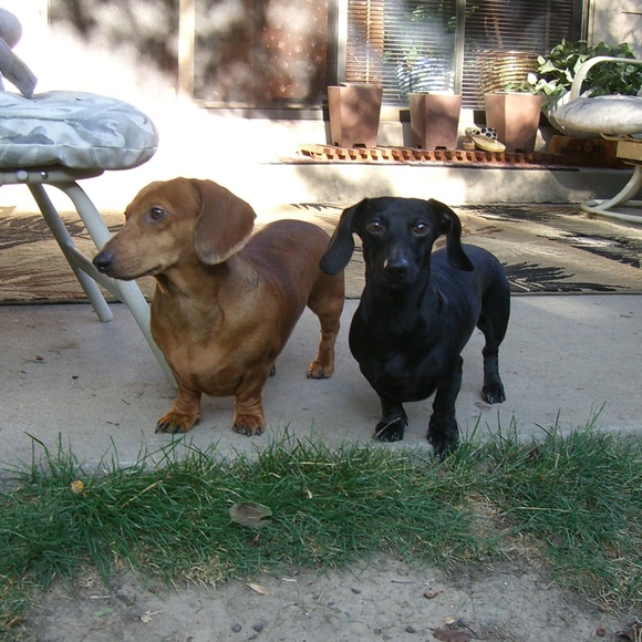 Meet your Posher, Paisley Tweed - Picture 1 of 8